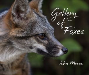 Gallery of Foxes book cover
