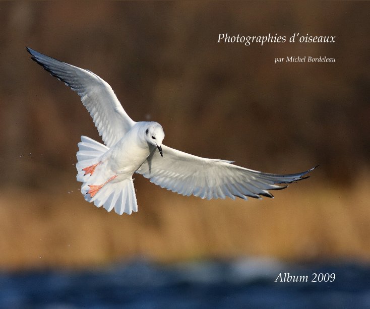 Ver Photographies d'oiseaux por par Michel Bordeleau