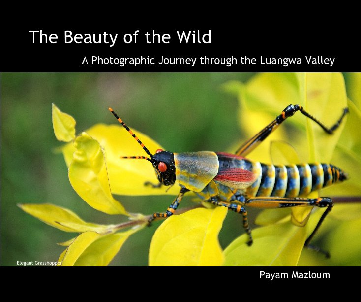 View The Beauty of the Wild by Payam Mazloum
