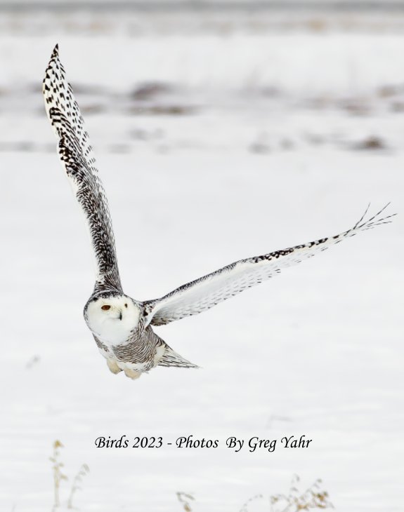 Ver Birds 2023 a Photo Book by Greg Yahr por Greg Yahr