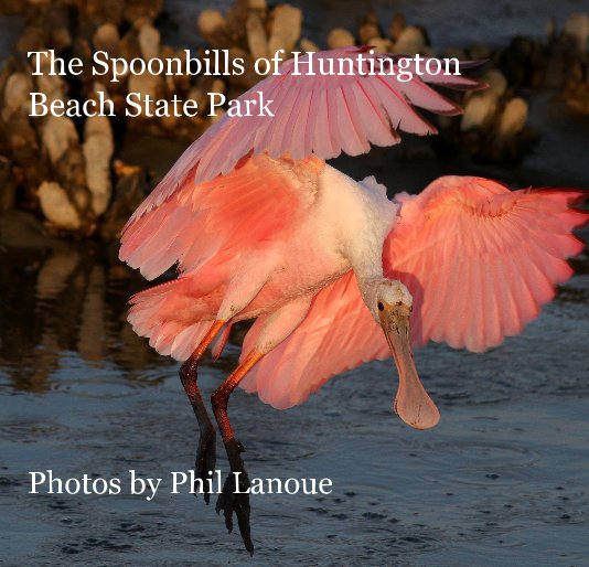 View The Spoonbills of Huntington Beach State Park Photos by Phil Lanoue by aly531