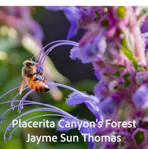 View Placerita Canyon's Forest by Jayme Sun Thomas