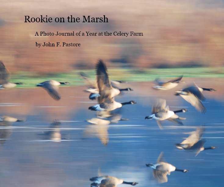 View Rookie on the Marsh by John F. Pastore