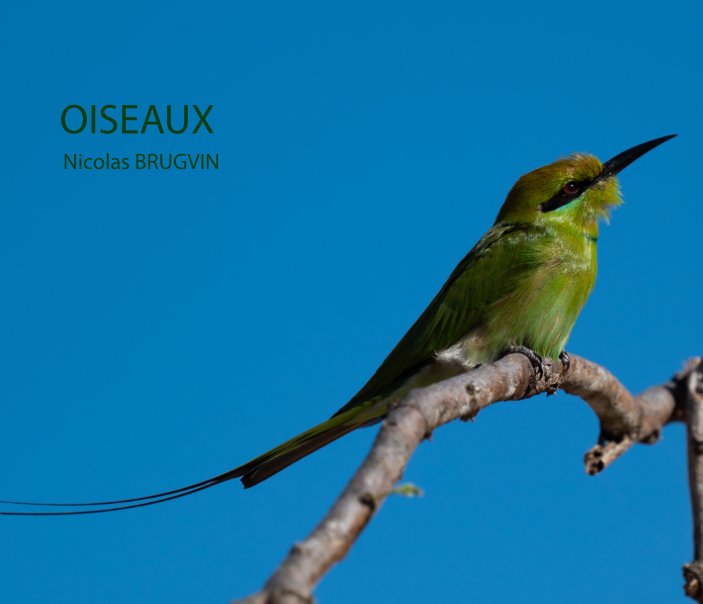 Ver Oiseaux por Nicolas Brugvin