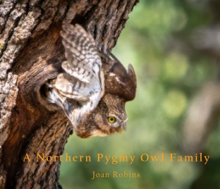A Northern Pygmy Owl Family book cover