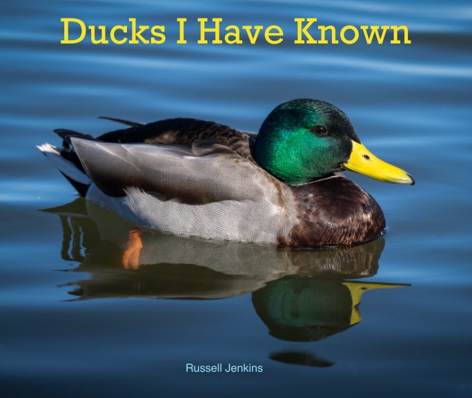View Ducks I Have Known by Russell Jenkins