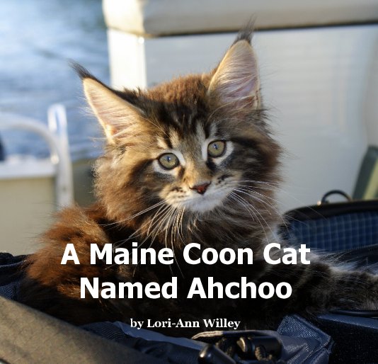 View A Maine Coon Cat Named Ahchoo by Lori-Ann Willey