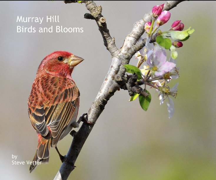 Murray Hill Birds and Blooms nach Steve Vetter anzeigen