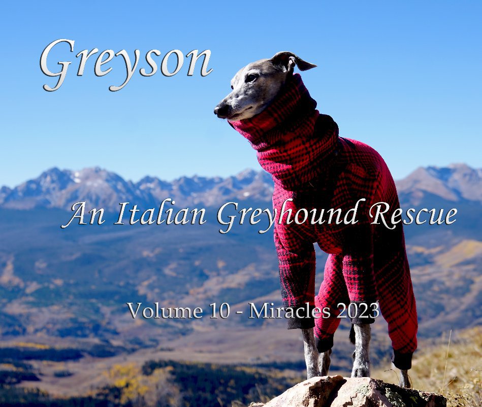 View Greyson An Italian Greyhound Rescue by william pelander