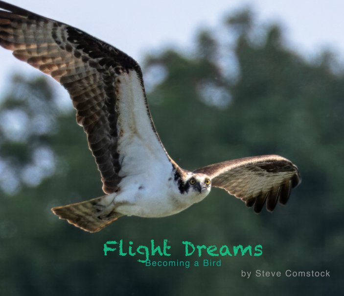 View Flight Dreams by Steve Comstock