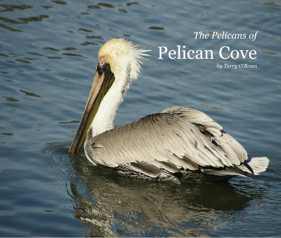 View The Pelicans of Pelican Cove by Terry O'Brien by Terry O'Brien