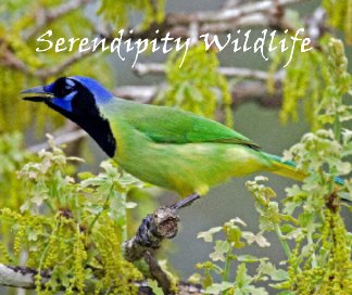 Serendipity Wildlife book cover