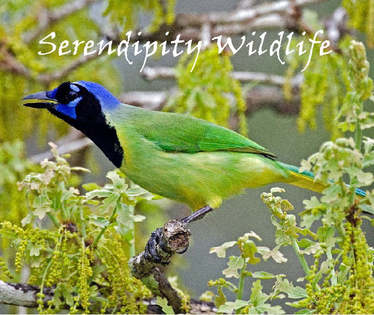 Bekijk Serendipity Wildlife op Doug Miller