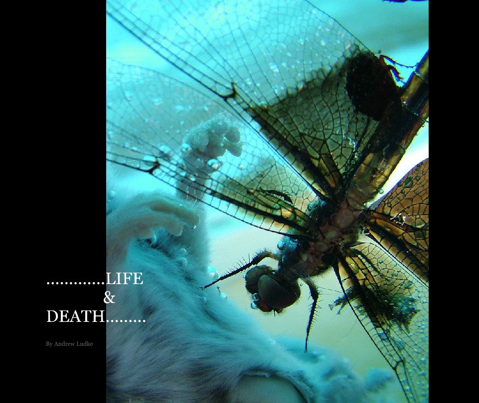 View Life & Death by Andrew Ludke