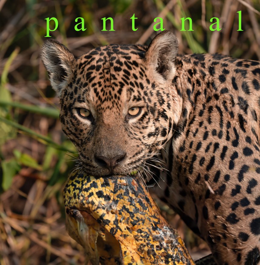 View Pantanal untamed by Syed Rehman
