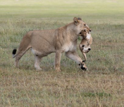 Tanzania 2024 book cover