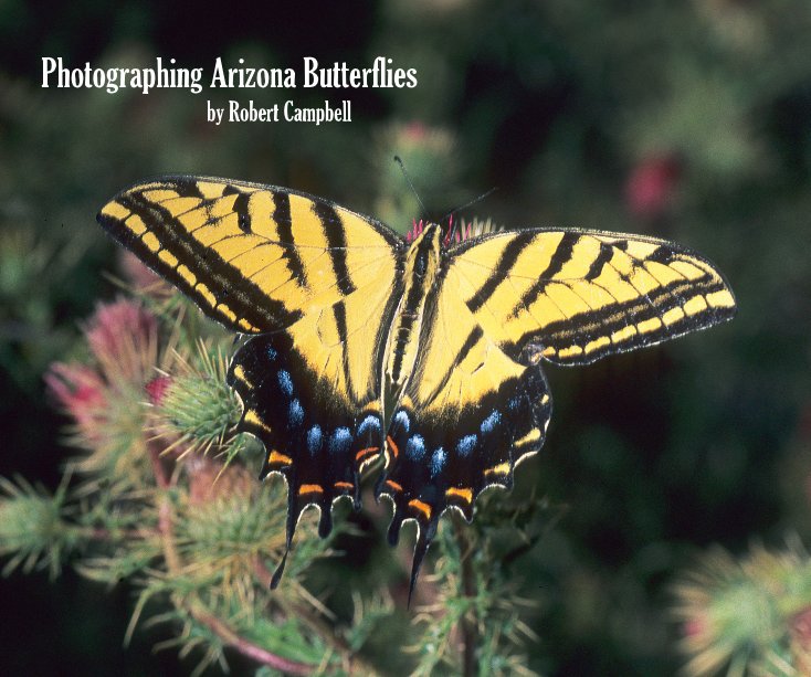 View Photographing Arizona Butterflies by Robert Campbell by Robert Campbell