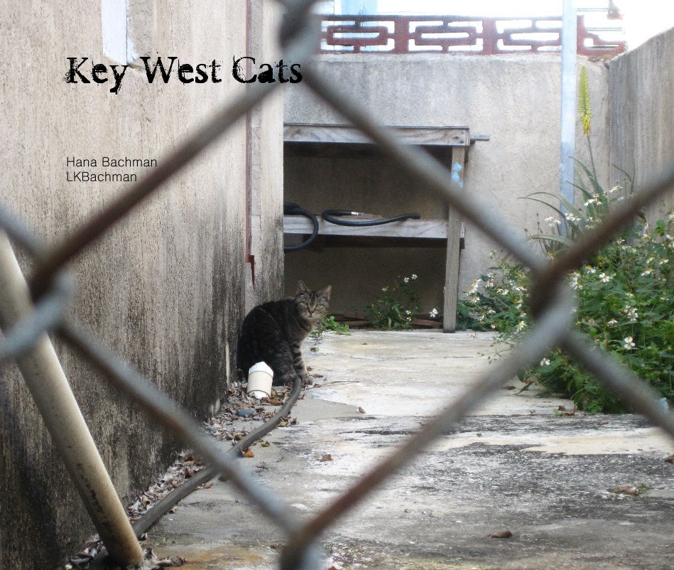 View Key West Cats by Hana Bachman & LKBachman