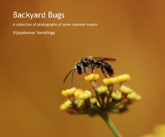 Backyard Bugs book cover