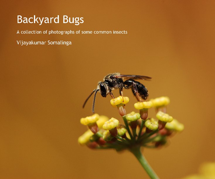 Ver Backyard Bugs por Vijayakumar Somalinga