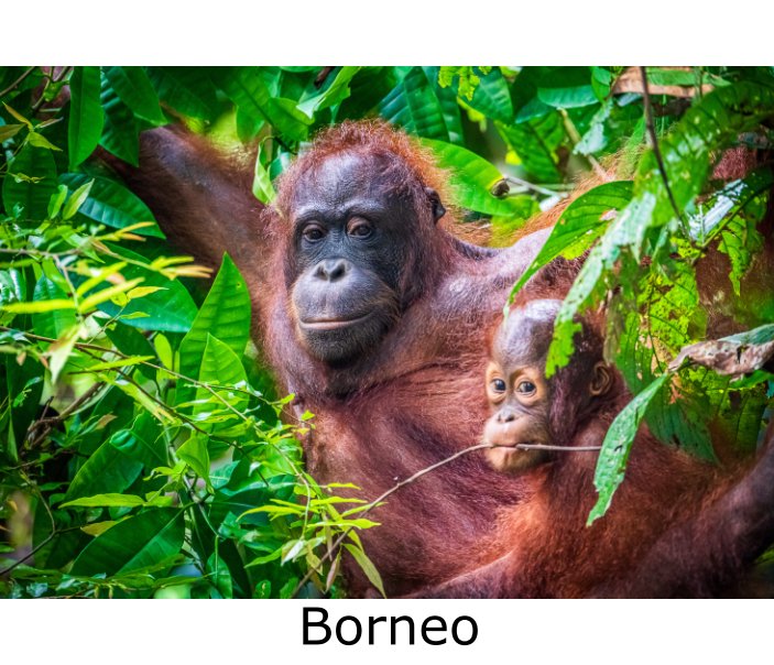 View Malaysian Borneo by Keith McInnes