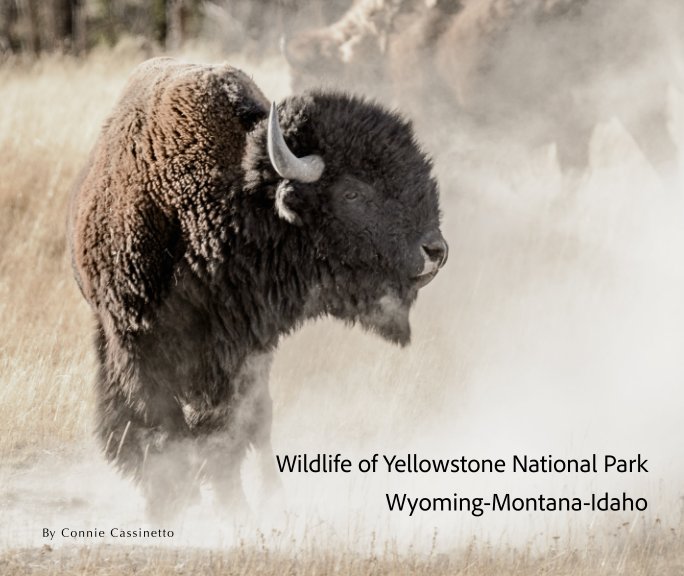View Wildlife in Yellowstone National Park by Connie Cassinetto