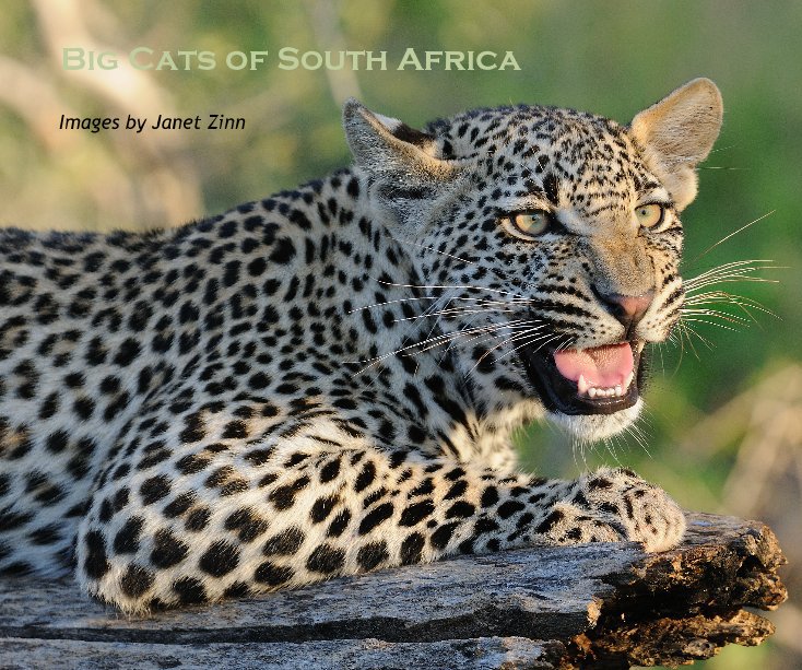 Big Cats of South Africa nach Janet Zinn anzeigen