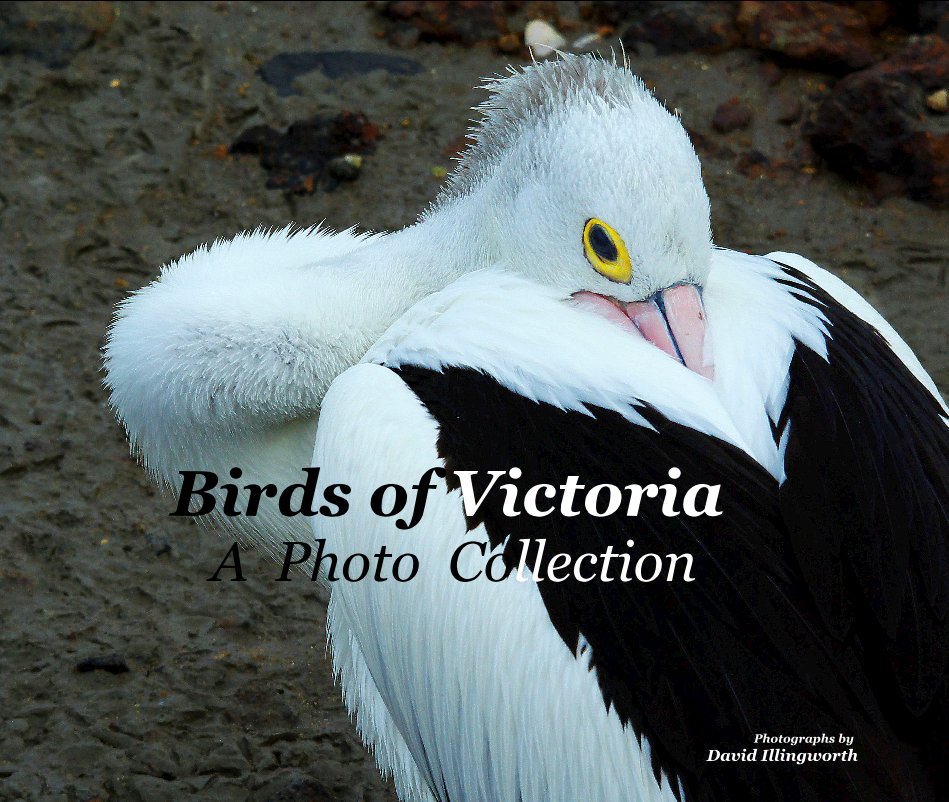 View Birds of Victoria A Photo Collection by Photographs by David Illingworth