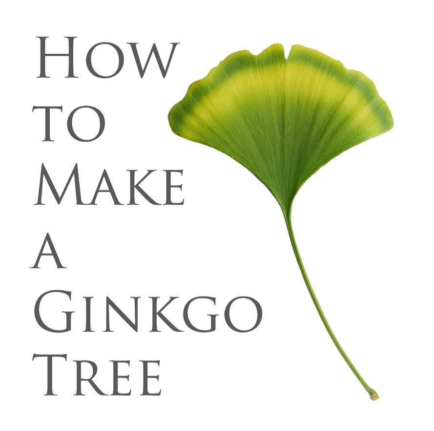 View How to Make a Ginko Tree New? by Yan Yan Mao