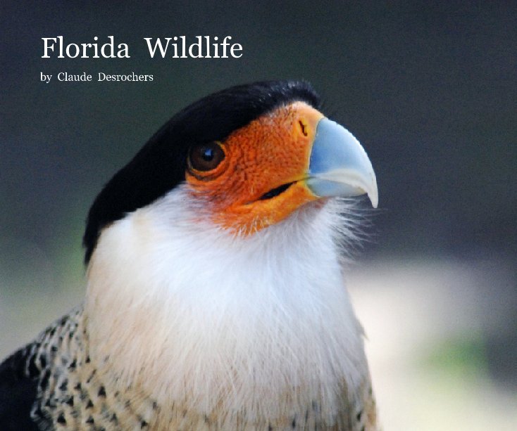 View Florida  Wildlife by Claude Desrochers