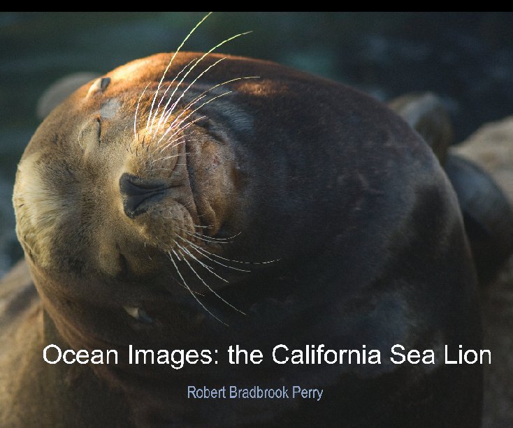 View Ocean Images: the California Sea Lion by Robert Bradbrook Perry