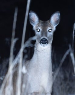 Little deer book book cover