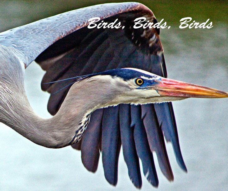 Ver Birds, Birds, Birds por Shelly Moore