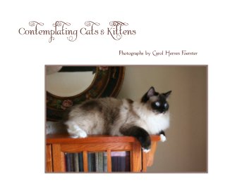 Contemplating Cats & Kittens book cover