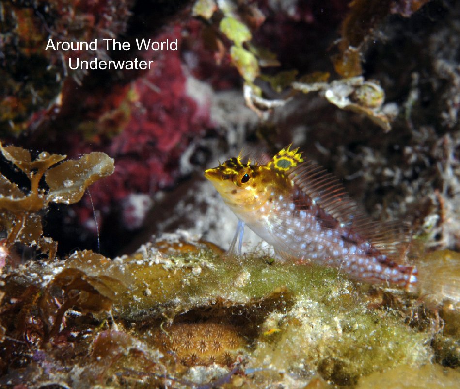 View Around The World Underwater by Ted and Pam Kern