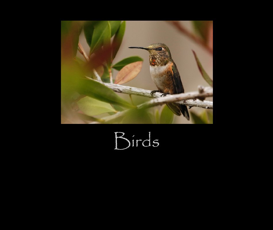 Visualizza Birds di biffnjoe
