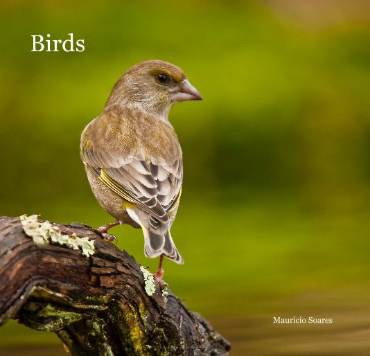 Ver Birds por Maurício Soares