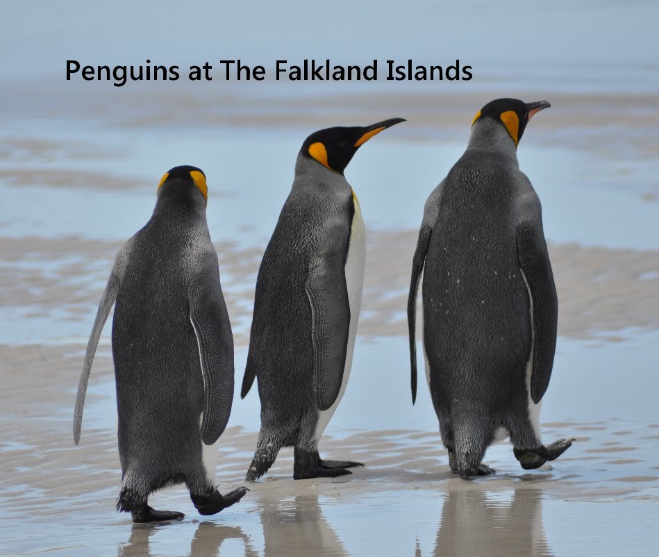 Ver Penguins at The Falkland Islands por PSylwia