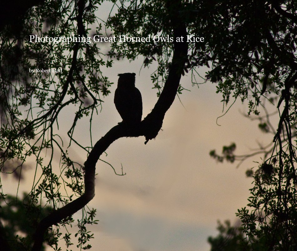 Ver Photographing Great Horned Owls at Rice por Robert Flatt