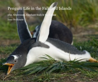 Penguin Life in the Falkland Islands book cover