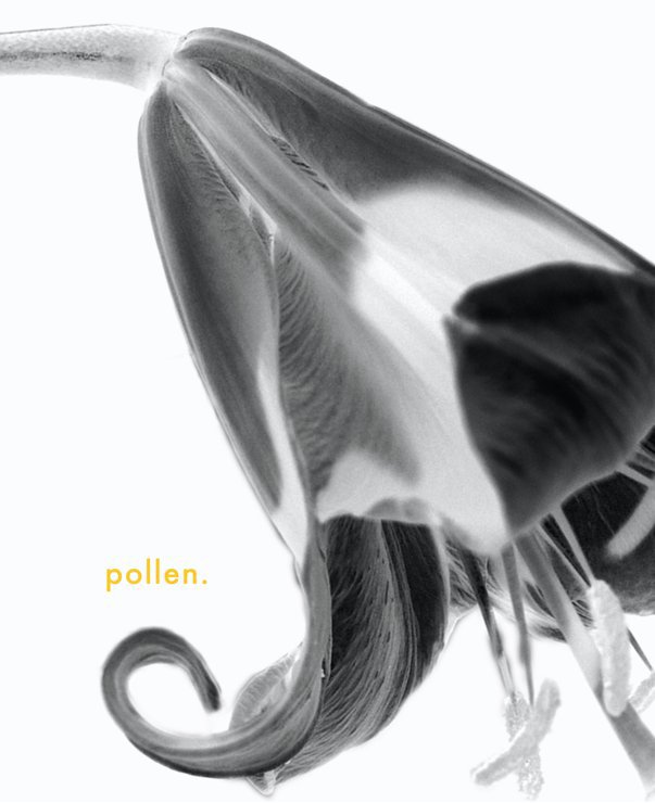View pollen. by laurenlee