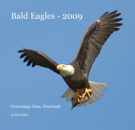 View Bald Eagles - 2009 by Bob Gilley