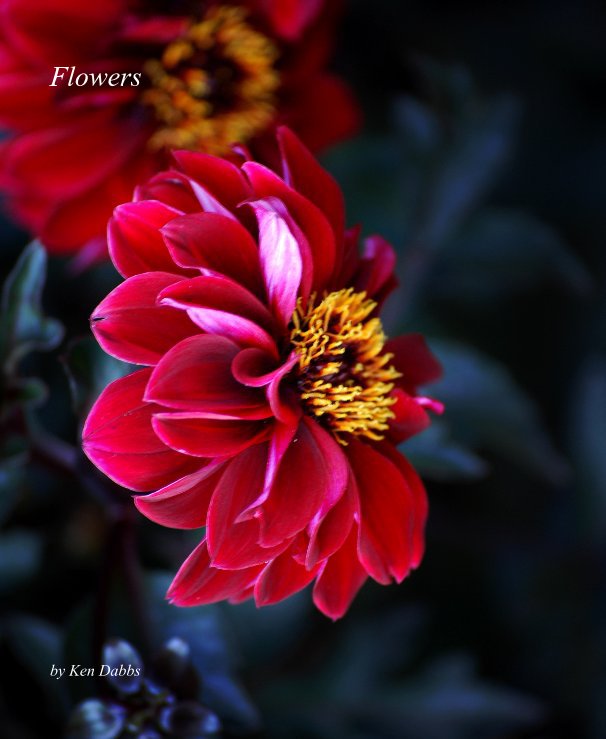 View Flowers by Ken Dabbs