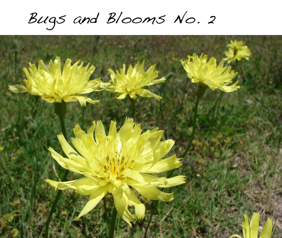 View Bugs and Blooms No. 2 by Vanessa Boeckman