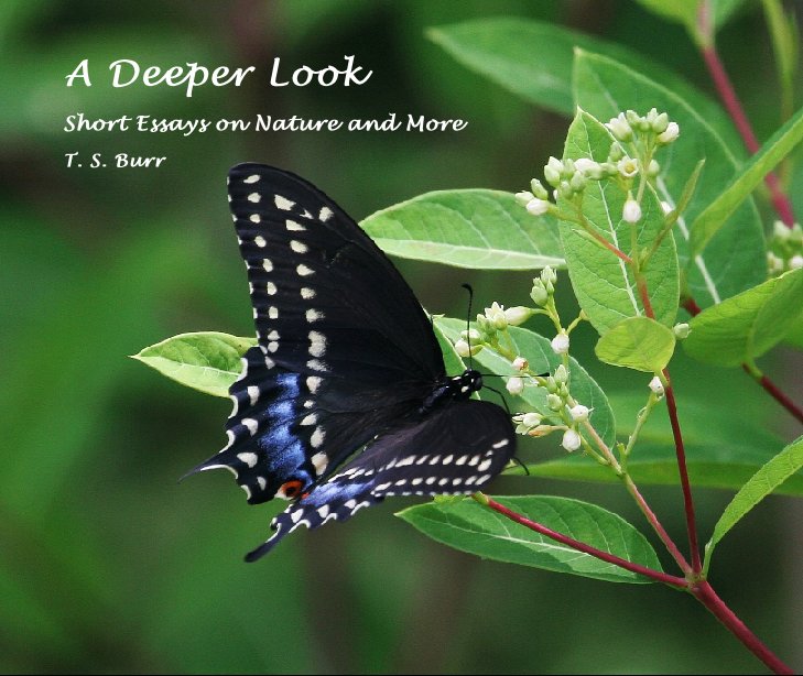 View A Deeper Look by T. S. Burr