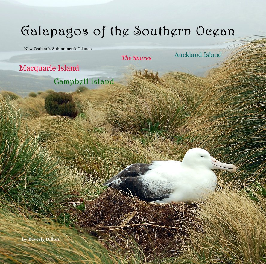 Galapagos of the Southern Ocean nach Beverly Dillon anzeigen