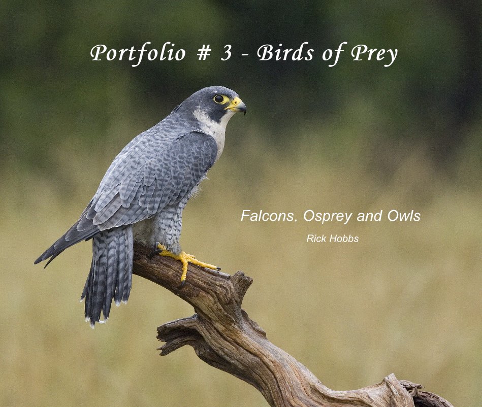 View Portfolio # 3 - Birds of Prey by Rick Hobbs