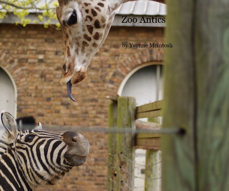 View Zoo Antics by Yvonne Mcintosh