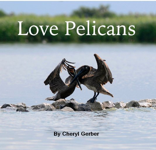 View Love Pelicans by Cheryl Gerber