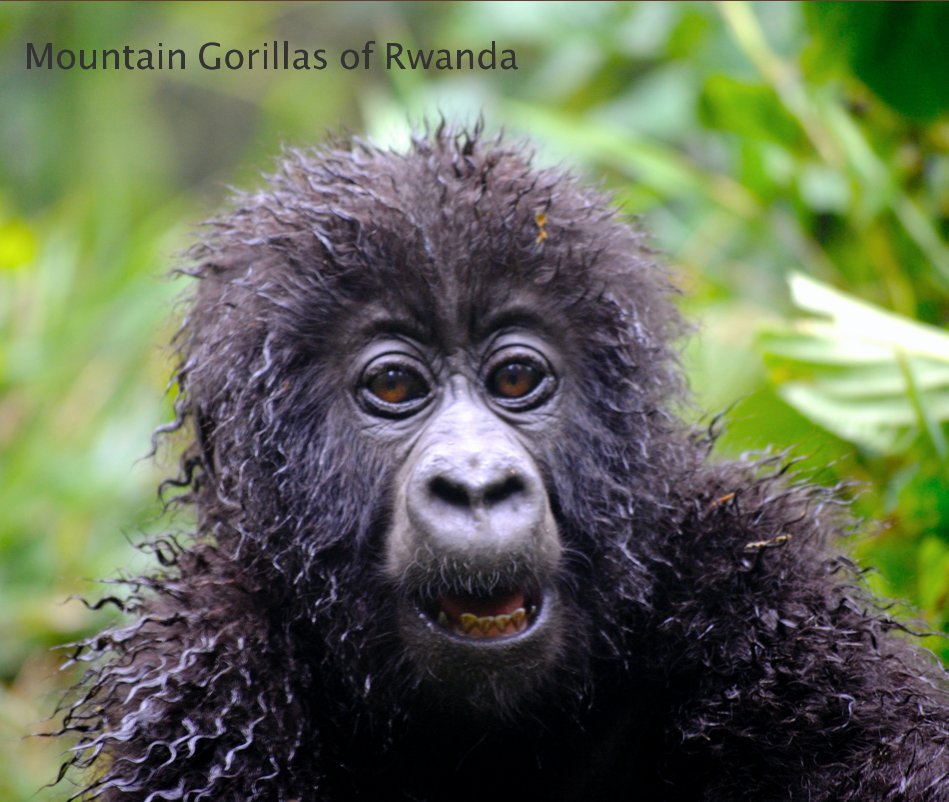 View Mountain Gorillas of Rwanda by Yvonne Noël